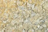 Cretaceous Fossil Molluscs In Limestone - Texas #284916-1
